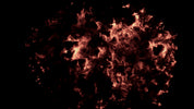 Burning Wood 23 C