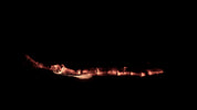 Burning Wood 22 B