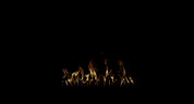 Small Ground Fire 14